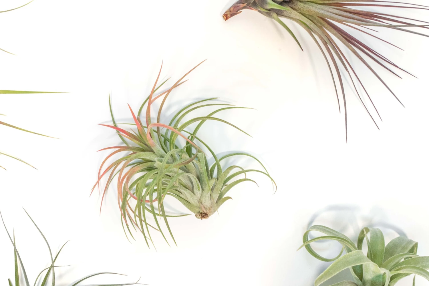 SALE - Collector's Choice Variety Of Tillandsia Air Plants - 40% Off 2 SALE - Collector's Choice Variety Of Tillandsia Air Plants - 40% Off - Image 2