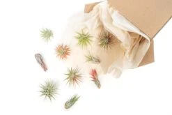 SALE - Tillandsia Ionantha Air Plant Super Packs - Set Of 20, 30 Or 50 - 70% Off 6 SALE - Tillandsia Ionantha Air Plant Super Packs - Set Of 20, 30 Or 50 - 70% Off -Air plant supply co. Tillandsia Air Plant Variety Pack 20 52731a0a 00c4 4d7e ae6c d05a0780badd