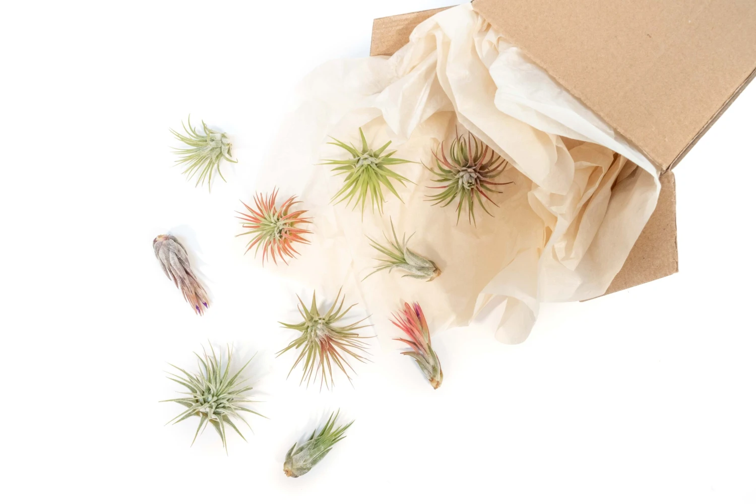 SALE - Tillandsia Ionantha Air Plant Super Packs - Set Of 20, 30 Or 50 - 70% Off 3 SALE - Tillandsia Ionantha Air Plant Super Packs - Set Of 20, 30 Or 50 - 70% Off - Image 3