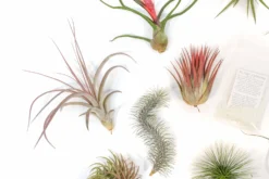 SALE - Premium Tillandsia Air Plant Grab Bag & Fertilizer Packet - Set Of 10, 20 Or 30 - 40% Off -Air plant supply co. Tillandsia Air Plant Variety Pack 3 2 scaled