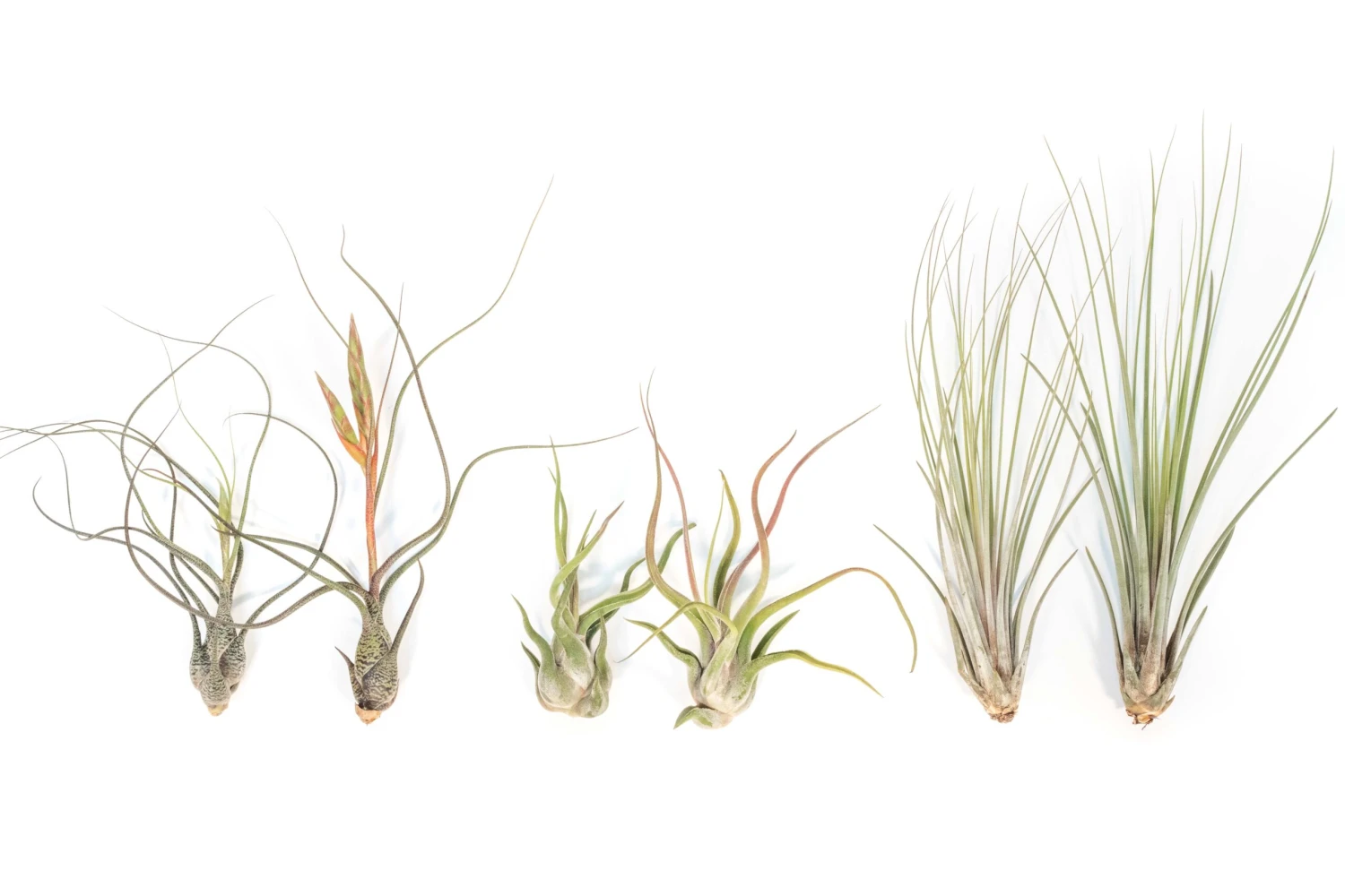 Long & Lovely Collection Of Tillandsia Air Plants 2 Long & Lovely Collection Of Tillandsia Air Plants - Image 2