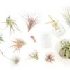 Tillandsia Air Plant Grab Bag Of 10 Small & Medium Plants, Fertilizer & Air Plant Mister
