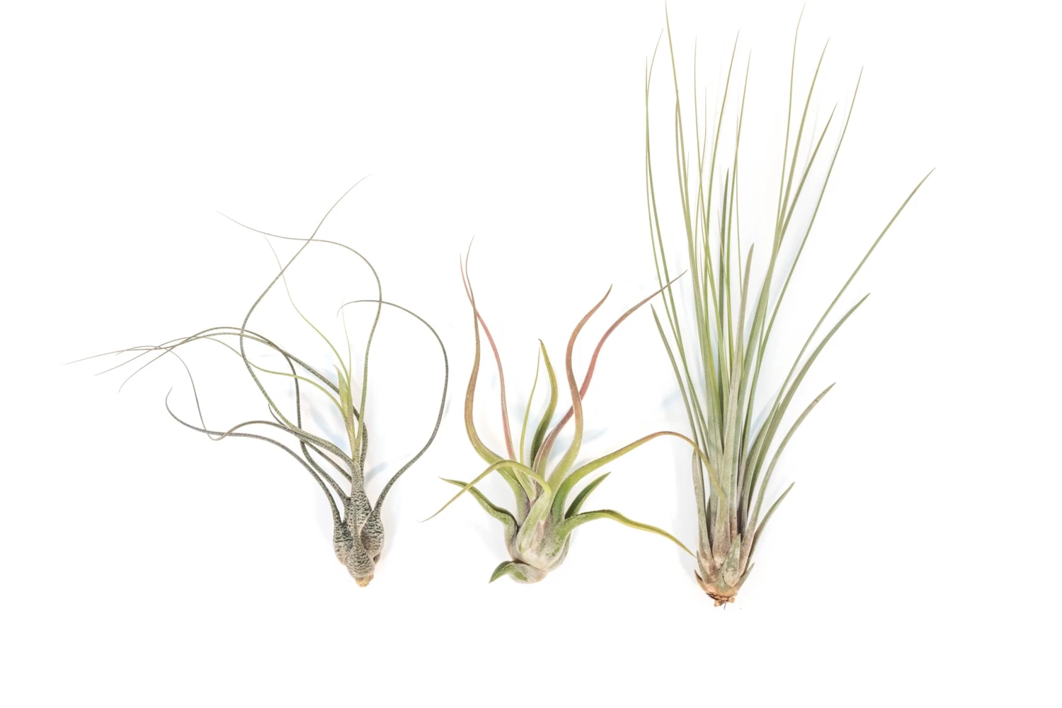Long & Lovely Collection Of Tillandsia Air Plants 1 Long & Lovely Collection Of Tillandsia Air Plants