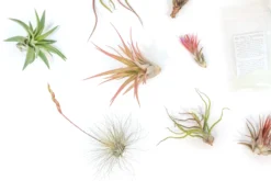 Air plant supply co. -Air plant supply co. Tillandsia Air Plant Variety Pack 5 2 scaled