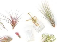 Tillandsia Air Plant Grab Bag Of 10 Small & Medium Plants, Fertilizer & Air Plant Mister -Air plant supply co. Tillandsia Air Plant Variety Pack 6 2 scaled