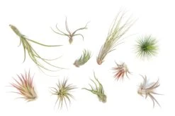 Tillandsia Air Plant Grab Bag - 10 Small Plants