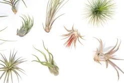 Tillandsia Air Plant Grab Bag - 10 Small Plants 5 Tillandsia Air Plant Grab Bag - 10 Small Plants -Air plant supply co. Tillandsia Air Plant Variety Pack 7