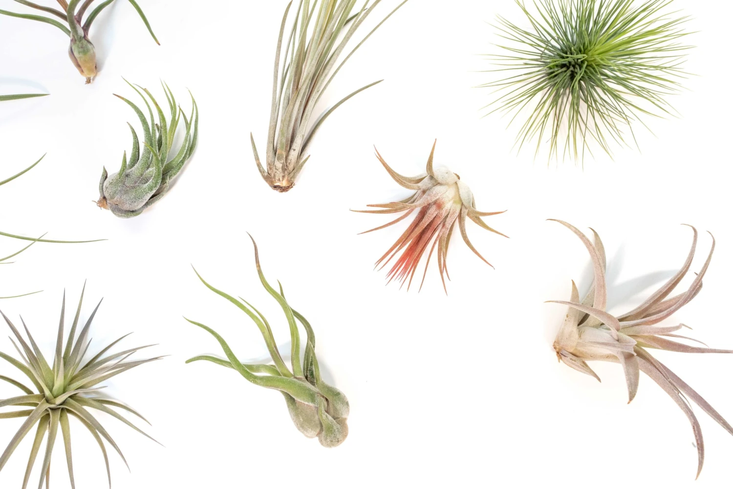 Tillandsia Air Plant Grab Bag - 10 Small Plants 3 Tillandsia Air Plant Grab Bag - 10 Small Plants - Image 3