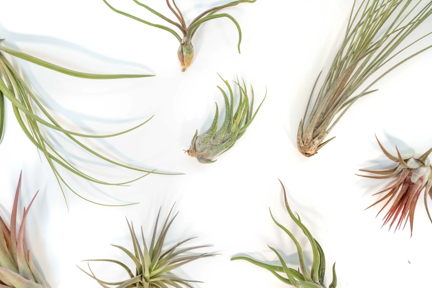 Tillandsia Air Plant Grab Bag - 10 Small Plants 2 Tillandsia Air Plant Grab Bag - 10 Small Plants - Image 2