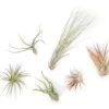 Tillandsia Air Plant Grab Bag - 6 Small Plants