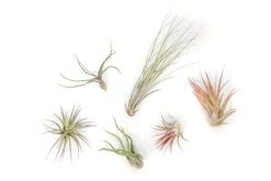 Tillandsia Air Plant Grab Bag - 6 Small Plants