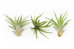 Tillandsia Velutina Air Plants -Air plant supply co. Tillandsia Air Plant Velutina 1 bf77f633 ddac 4d67 85da 92ac5c58c4ed
