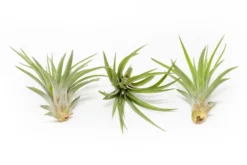 Tillandsia Velutina Air Plants 6 Tillandsia Velutina Air Plants -Air plant supply co. Tillandsia Air Plant Velutina 1 bf77f633 ddac 4d67 85da 92ac5c58c4ed scaled