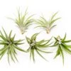 SALE - Large Tillandsia Velutina Air Plants - Set Of 5 Or 10 - 50% Off