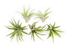 Large Tillandsia Velutina Air Plants / 4-6 Inch Plants 5 Large Tillandsia Velutina Air Plants / 4-6 Inch Plants -Air plant supply co. Tillandsia Air Plant Velutina 2 44102b13 6e94 44e8 a3dc 2c52e78e736d