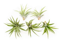 Large Tillandsia Velutina Air Plants / 4-6 Inch Plants -Air plant supply co. Tillandsia Air Plant Velutina 2 44102b13 6e94 44e8 a3dc 2c52e78e736d scaled