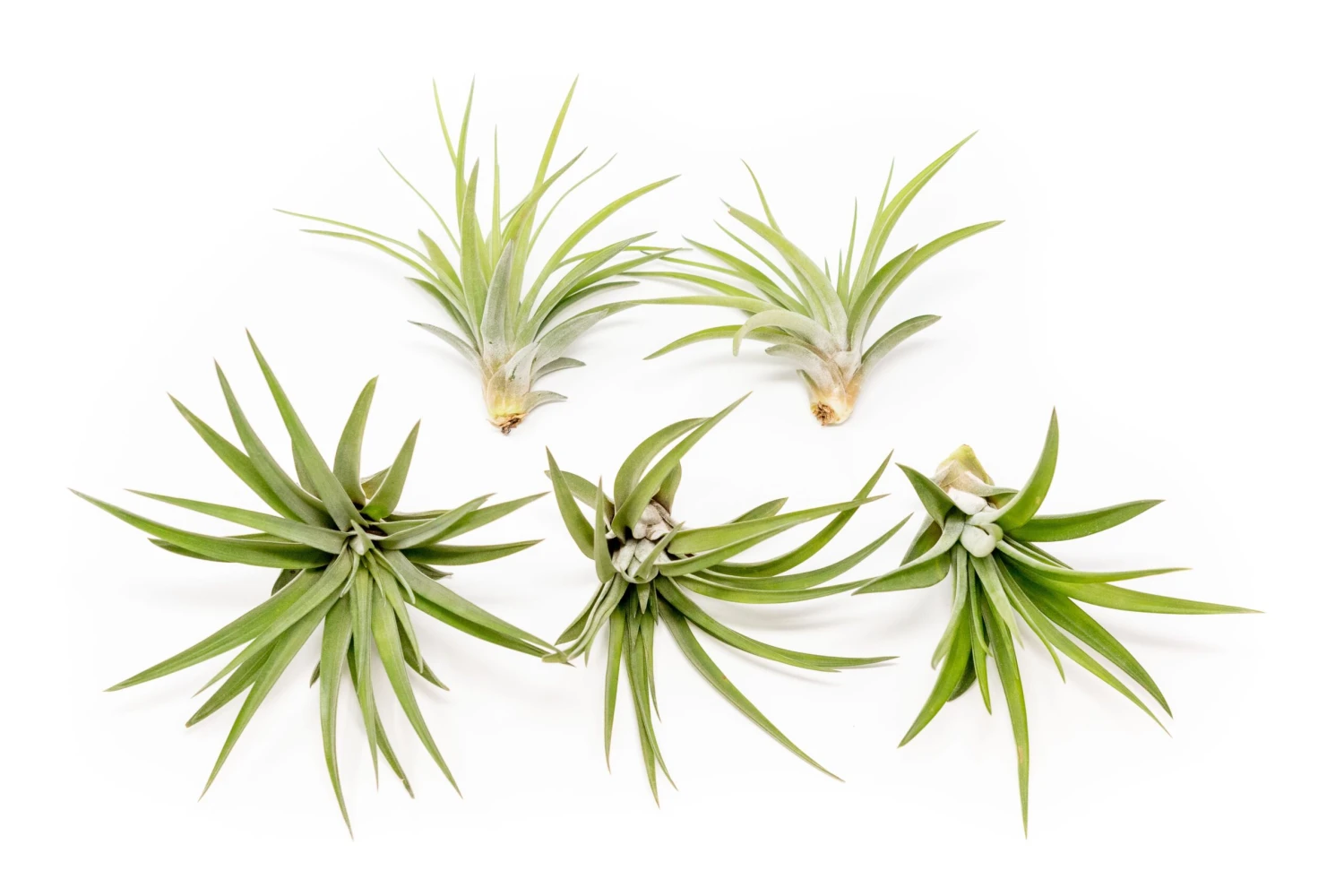 Large Tillandsia Velutina Air Plants / 4-6 Inch Plants 3 Large Tillandsia Velutina Air Plants / 4-6 Inch Plants - Image 3