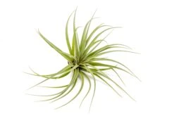 Tillandsia Vernicosa Air Plants 13 Tillandsia Vernicosa Air Plants -Air plant supply co. Tillandsia Air Plant Vernicosa 1