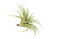 Tillandsia Vernicosa Air Plants 14 Tillandsia Vernicosa Air Plants -Air plant supply co. Tillandsia Air Plant Vernicosa 2