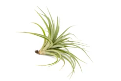 Tillandsia Vernicosa Air Plants -Air plant supply co. Tillandsia Air Plant Vernicosa 2 scaled