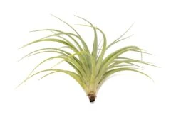Tillandsia Vernicosa Air Plants 15 Tillandsia Vernicosa Air Plants -Air plant supply co. Tillandsia Air Plant Vernicosa 3