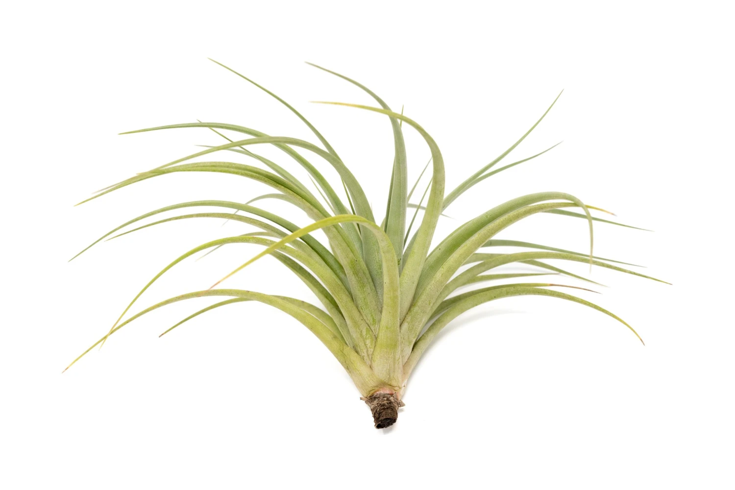 Tillandsia Vernicosa Air Plants 8 Tillandsia Vernicosa Air Plants - Image 8