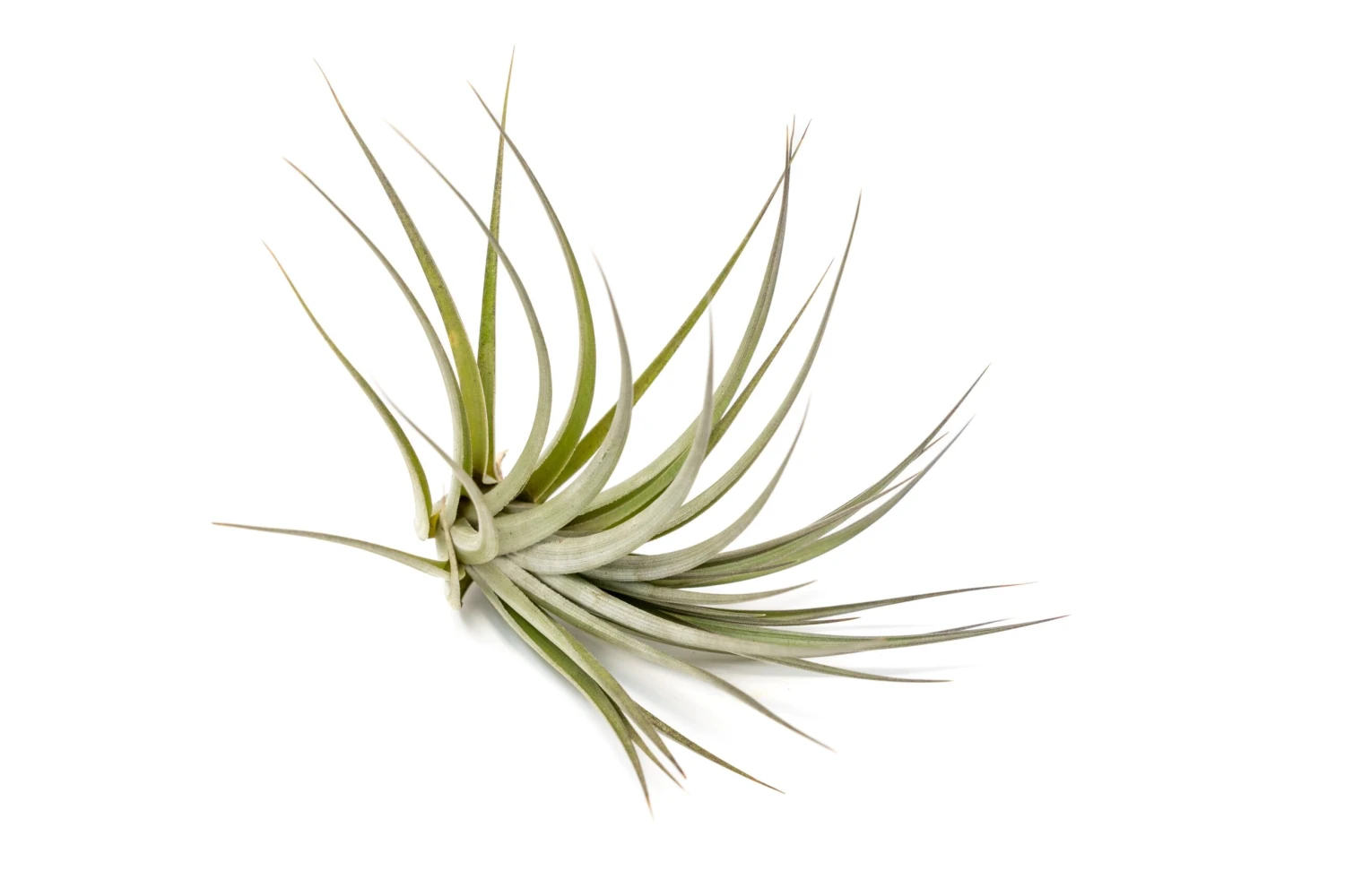 Tillandsia Vernicosa Air Plants 2 Tillandsia Vernicosa Air Plants - Image 2