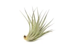 Tillandsia Vernicosa Air Plants 10 Tillandsia Vernicosa Air Plants -Air plant supply co. Tillandsia Air Plant Vernicosa 5
