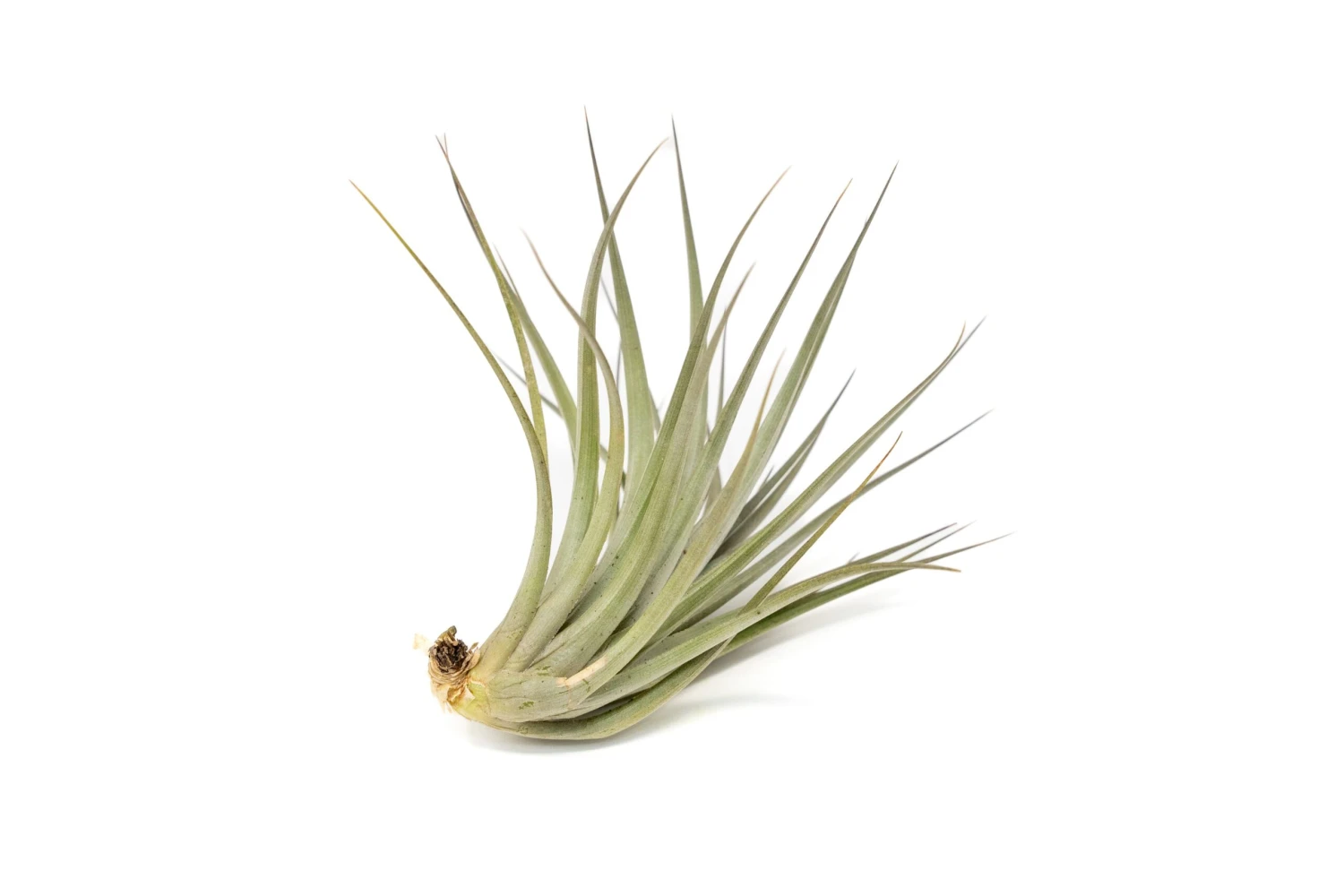 Tillandsia Vernicosa Air Plants 3 Tillandsia Vernicosa Air Plants - Image 3