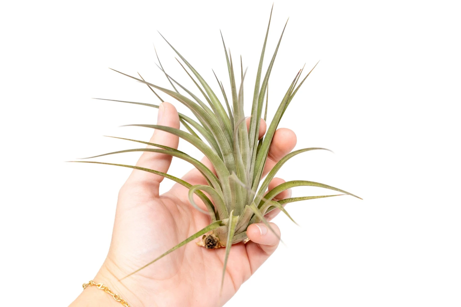 Tillandsia Vernicosa Air Plants 5 Tillandsia Vernicosa Air Plants - Image 5