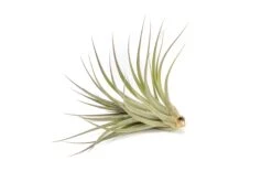 Tillandsia Vernicosa Air Plants 11 Tillandsia Vernicosa Air Plants -Air plant supply co. Tillandsia Air Plant Vernicosa 7