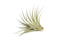 Tillandsia Vernicosa Air Plants -Air plant supply co. Tillandsia Air Plant Vernicosa 7 scaled