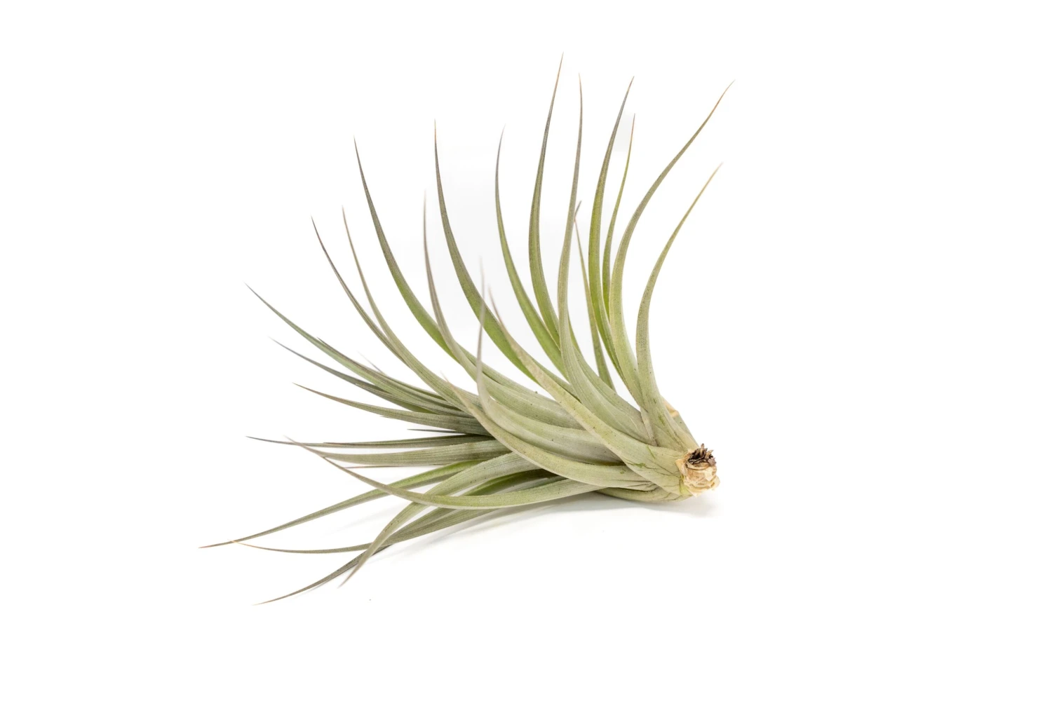 Tillandsia Vernicosa Air Plants 4 Tillandsia Vernicosa Air Plants - Image 4