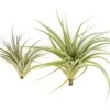 Tillandsia Vernicosa Air Plants