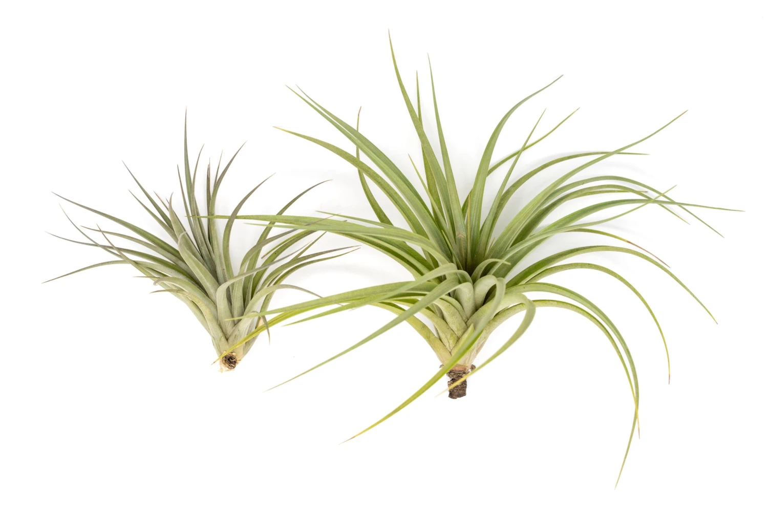 Tillandsia Vernicosa Air Plants 1 Tillandsia Vernicosa Air Plants