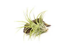 TIllandsia Ionantha Brachycaulos X Ionantha 'Victoriana' Air Plants -Air plant supply co. Tillandsia Air Plant Victoriana 1 958603bd 1c3f 447f 87f1 313ae539f978 scaled