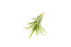 Collector's Choice Collection Of Tillandsia Air Plants -Air plant supply co. Tillandsia Air Plant Victoriana 2 1 scaled