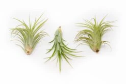 TIllandsia Ionantha Brachycaulos X Ionantha 'Victoriana' Air Plants -Air plant supply co. Tillandsia Air Plant Victoriana 3