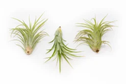 TIllandsia Ionantha Brachycaulos X Ionantha 'Victoriana' Air Plants -Air plant supply co. Tillandsia Air Plant Victoriana 3 scaled