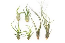 The Wild Things Collection Of Tillandsia Air Plants