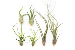 The Wild Things Collection Of Tillandsia Air Plants