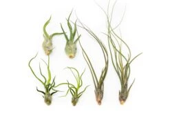 Air plant supply co. -Air plant supply co. Tillandsia Air Plant Wild Ones Collection 1 89ce412d bcb5 4139 8c4b 4995d0023b10