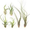 SALE - The Wild Things Collection Of Tillandsia Air Plants - Set Of 9 Or 18 Air - 70% Off