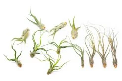 SALE - The Wild Things Collection Of Tillandsia Air Plants - Set Of 9 Or 18 Air - 70% Off -Air plant supply co. Tillandsia Air Plant Wild Ones Collection 4 5a1b271e 18ca 4d7e 9883 94ff0e4421a4