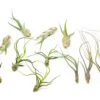 Set Of 3 Wild Things Tillandsia Air Plants