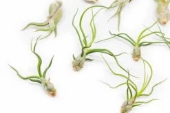 Set Of 3 Wild Things Tillandsia Air Plants -Air plant supply co. Tillandsia Air Plant Wild Ones Collection 6 ffef1225 bddd 4ea5 a8bd 30d54e8c90c2