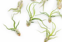 Set Of 3 Wild Things Tillandsia Air Plants 7 Set Of 3 Wild Things Tillandsia Air Plants -Air plant supply co. Tillandsia Air Plant Wild Ones Collection 6 ffef1225 bddd 4ea5 a8bd 30d54e8c90c2 scaled