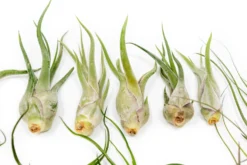 The Wild Things Collection Of Tillandsia Air Plants -Air plant supply co. Tillandsia Air Plant Wild Ones Collection 8 96ddde58 6349 4c80 9800 4c49003e7b21 scaled