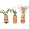 Magnetic Wine Corks With Assorted Tillandsia Air Plants - Set Of 3, 6 Or 9