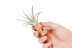 Magnetic Wine Corks With Assorted Tillandsia Air Plants - Set Of 3, 6 Or 9 -Air plant supply co. Tillandsia Air Plant Wine Cork Supply 2 2bc8da07 95e7 4c25 9841 63955befe1ca scaled